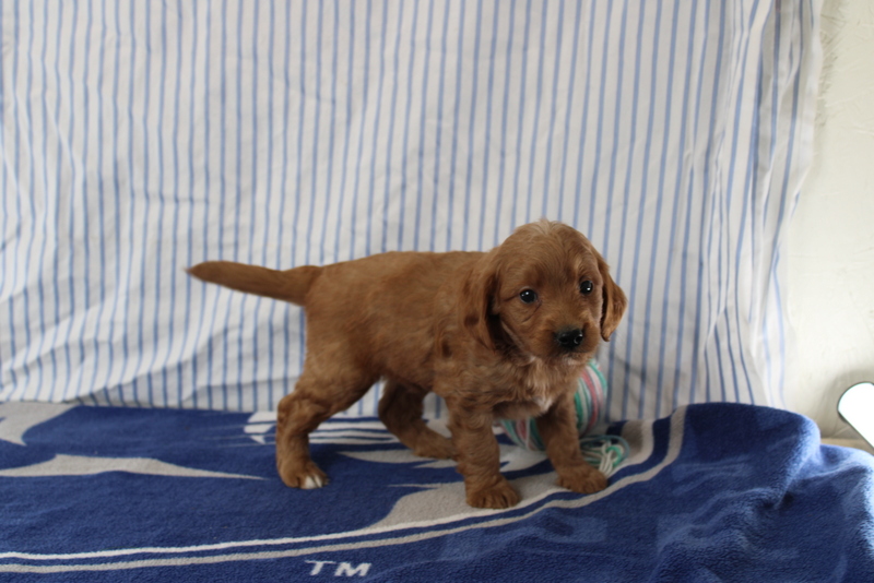 puppy, for, sale, Mini Golden Doodle F1, Matthew B. Stoltzfus, dog, breeder, Gap, PA, dog-breeder, puppy-for-sale, forsale, nearby, find, puppyfind, locator, puppylocator, aca